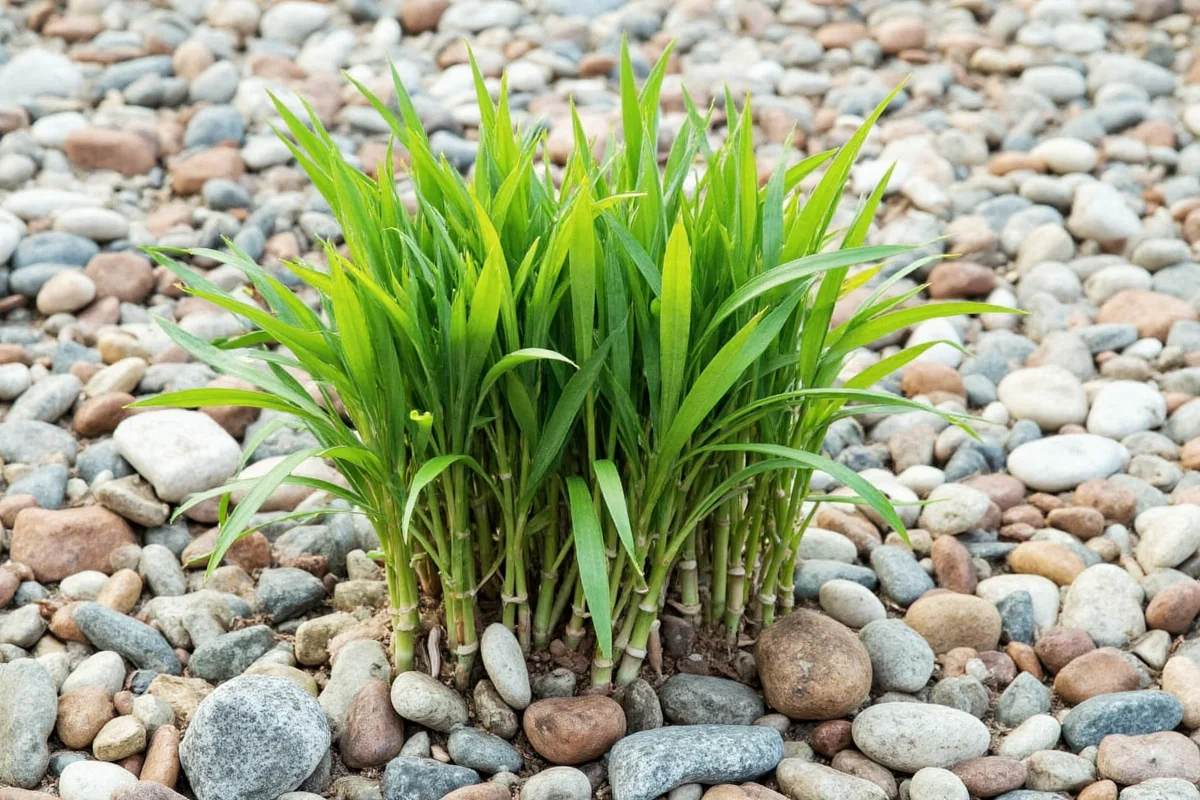 how to care for bamboo plant in rocks
