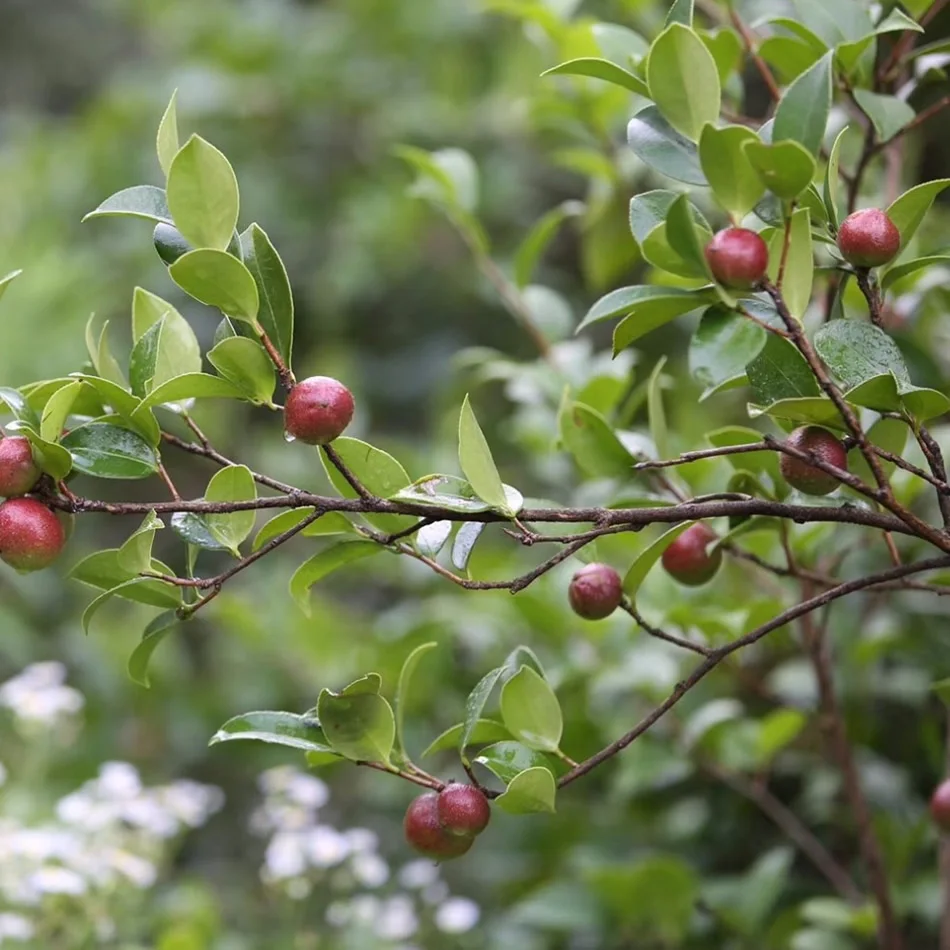 
Wholesale high quality pure natural cold pressed camellia seed carrier oil 