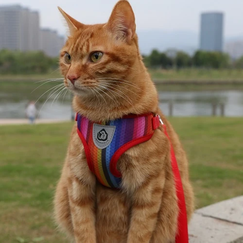 

Factory directly wholesale adjustable pet harness mesh soft cat harness, Rainbow
