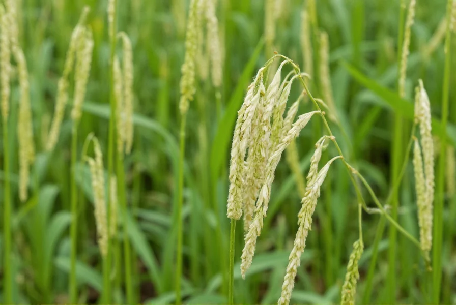 Close-up view of sesame plant showing elongated seed pods containing sesame seeds against green foliage