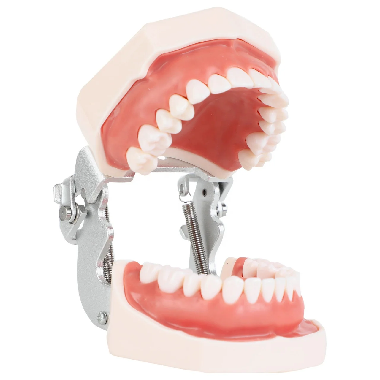 

Dental Teeth Model Dental Teaching Model Standard Model with 28pcs Screw-in Teeth Demonstration Dismountable