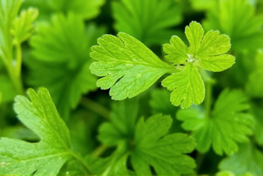 Close-up macro photography of fresh coriander leaves showing their delicate structure and vibrant green color