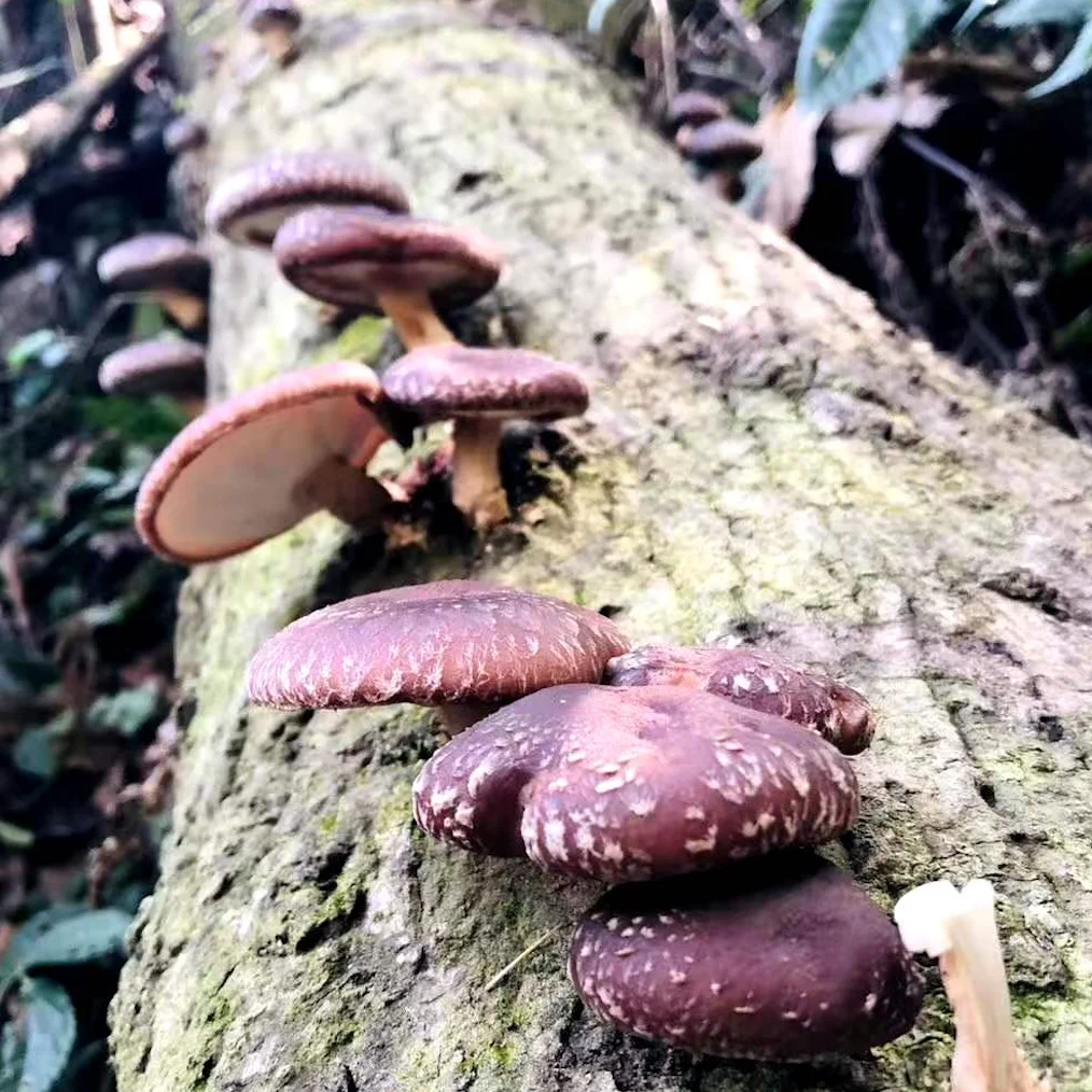 
Mushroom Dry Shiitake Mushroom 