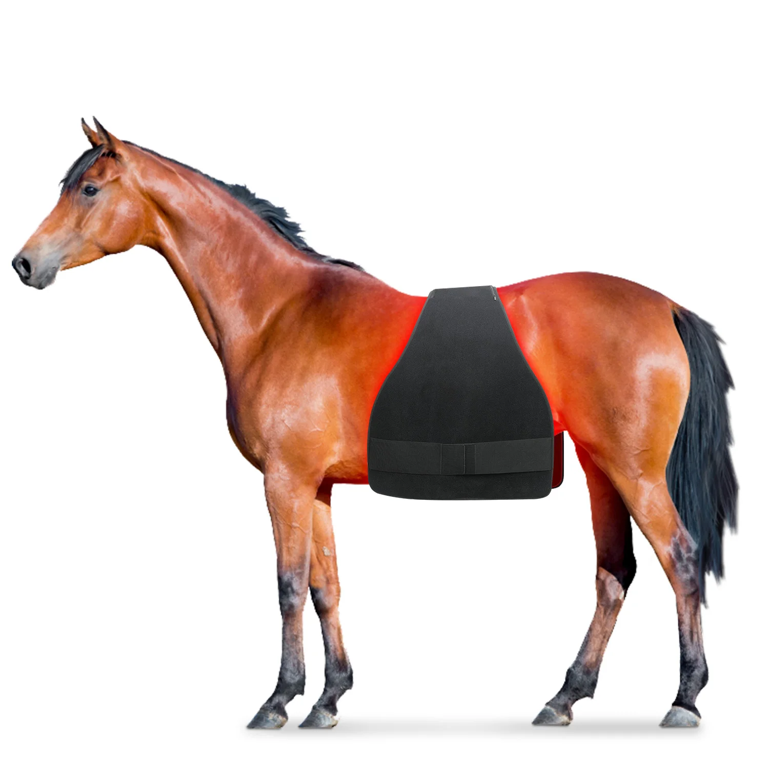 Built-In Battery 660NM 850NM Equine Pain Relief Red Light Therapy for Horse Belly Horse Care Product