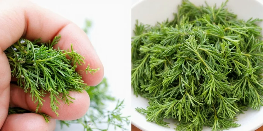 A field of fresh dill plants swaying in the breeze