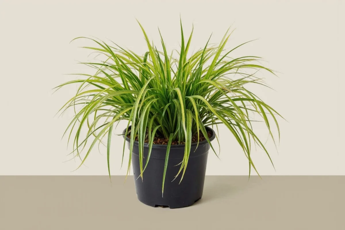 how often should you water spider plants