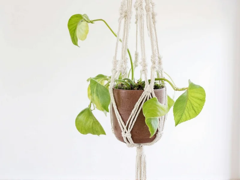 Easy Macrame Plant Holder DIY: 4 Knots, 2 Hours, Beginner Guide