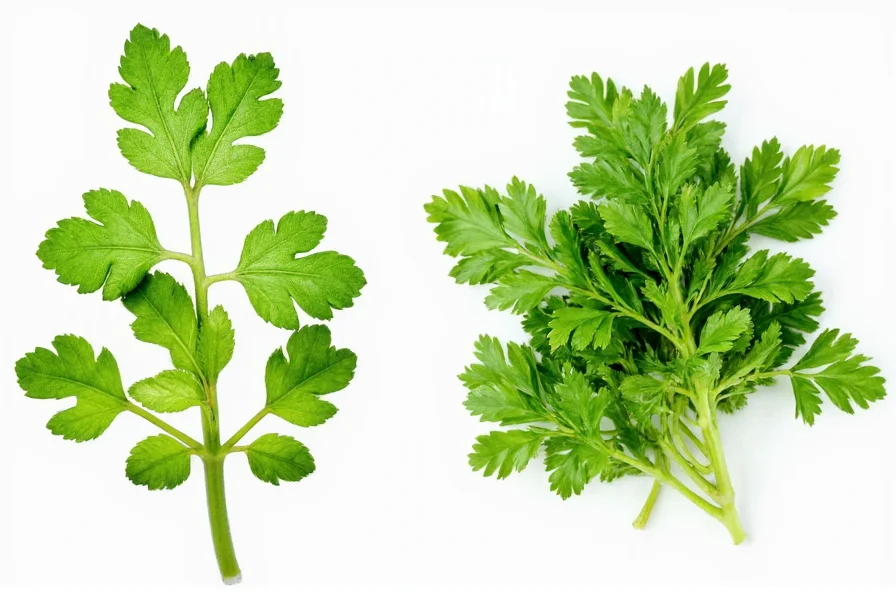 Coriander vs Cilantro vs Parsley: Clearing the Herb Confusion
