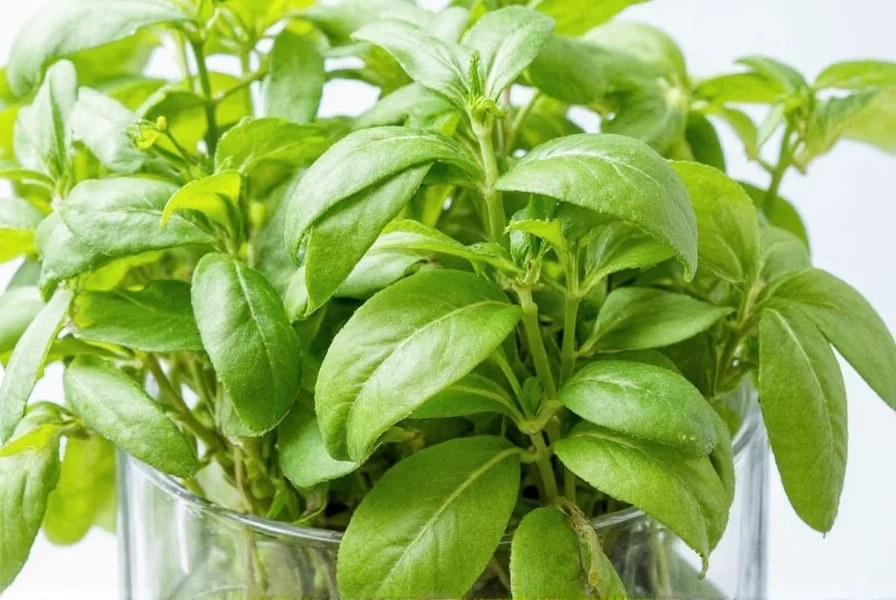 Close-up of dried sweet basil leaves in a jar