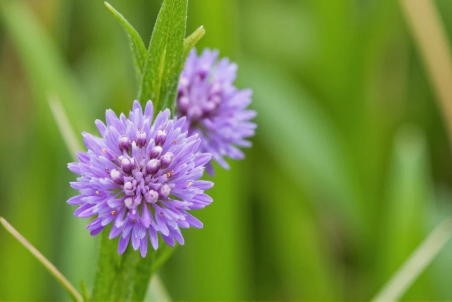 Anise Flower: Identification, Uses, and Common Misconceptions