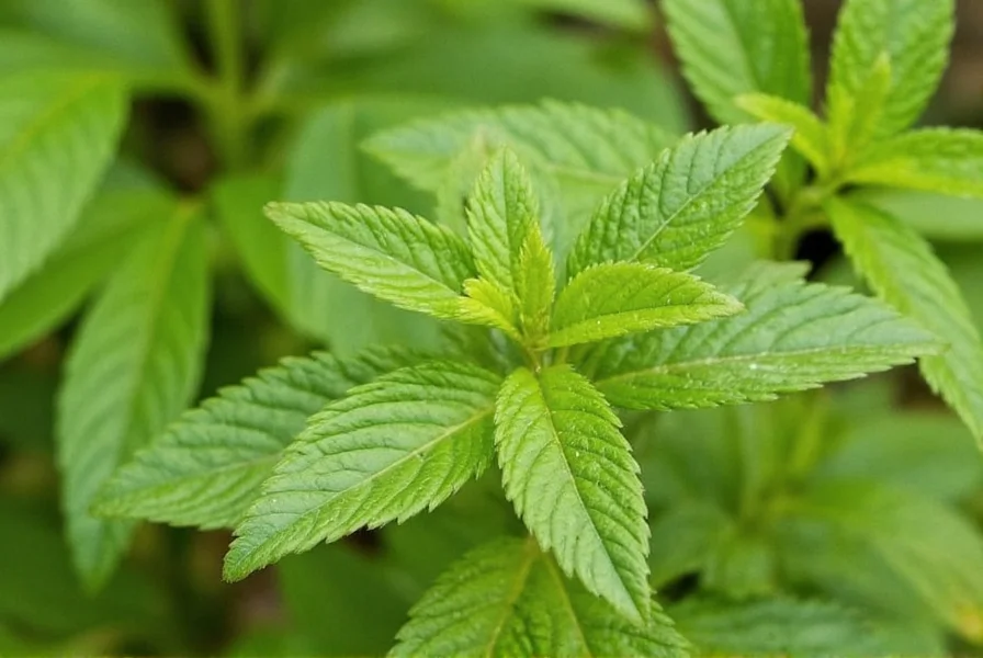 Fresh chervil herb sprigs showing delicate fern-like leaves