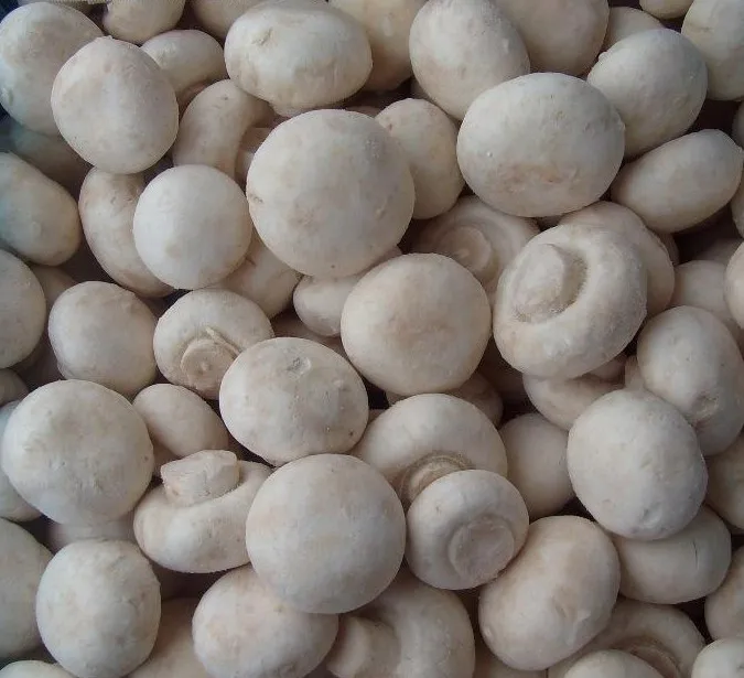 
New Crop Delicious White Frozen Mushroom Champignon Frozen Shiitake 
