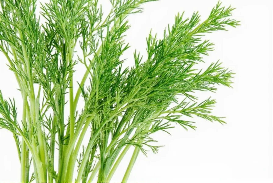 Fresh dill compared to dried dill in a kitchen setting