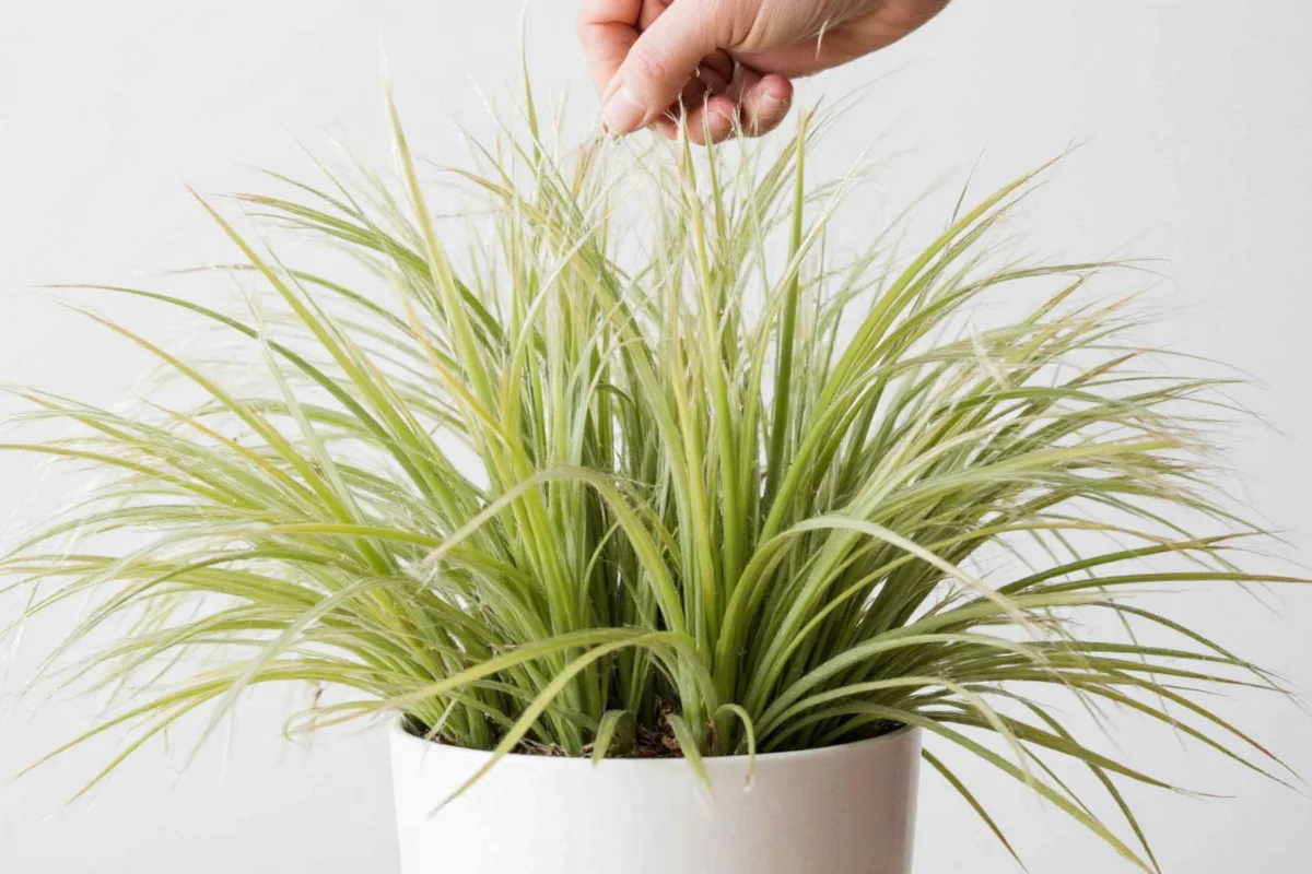 how to revive an air plant