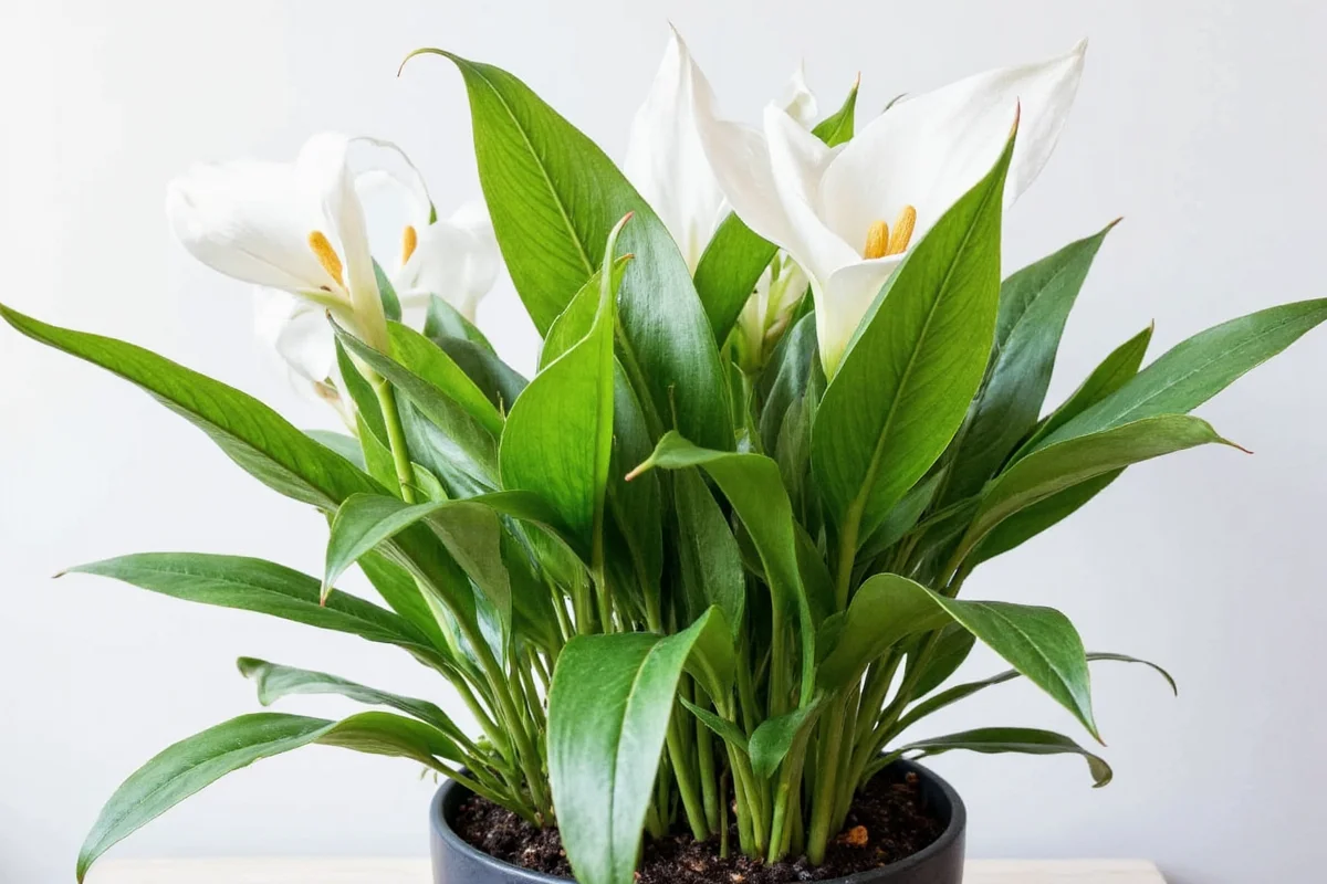how to care for peace lily plant indoors