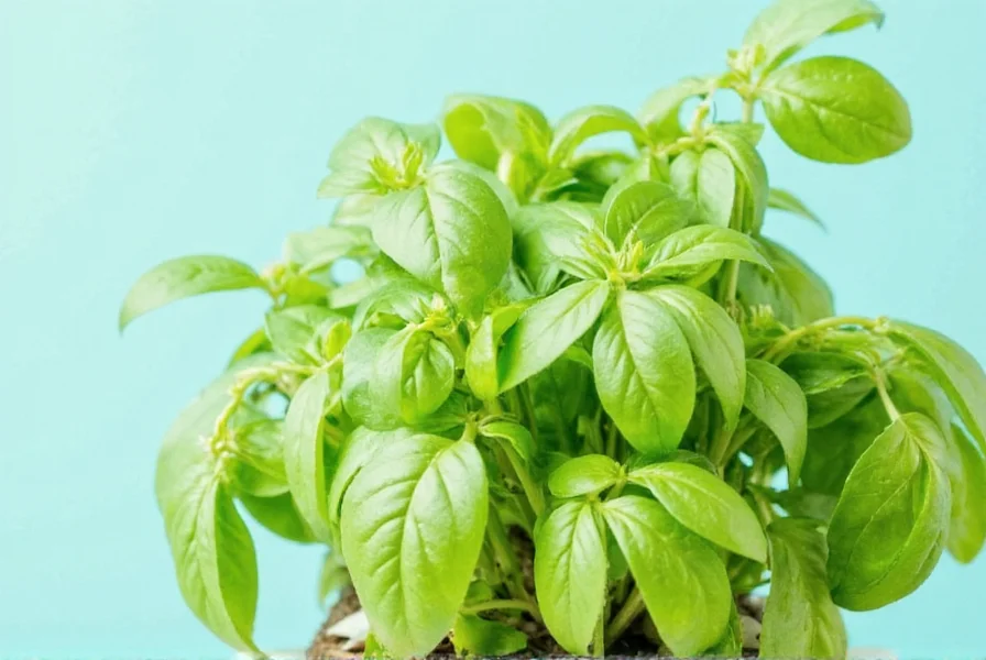 10 basil herb hacks that will transform your kitchen forever