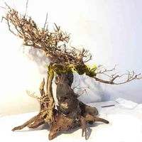 

finished product bonsai driftwood Brazil tree branches for aquarium decoration