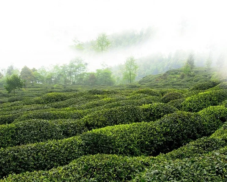 
100% Natural Mengding Mountain Snow Buds Huang Ya Tea Yellow Tea 