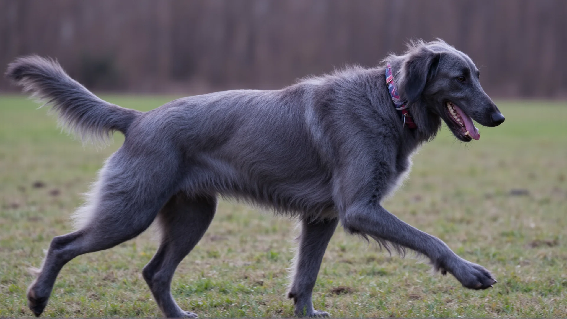 The Scottish Deerhound: Unleashing the Gentle Giant of the Hunting World