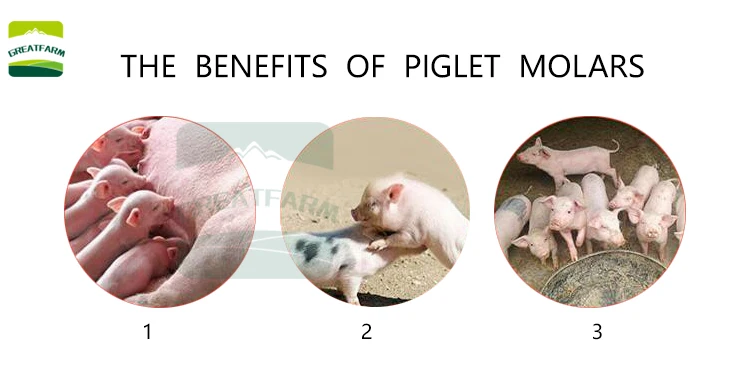Piglet grinding machine Adjustable pig molar rod Diamond drill animal equipment