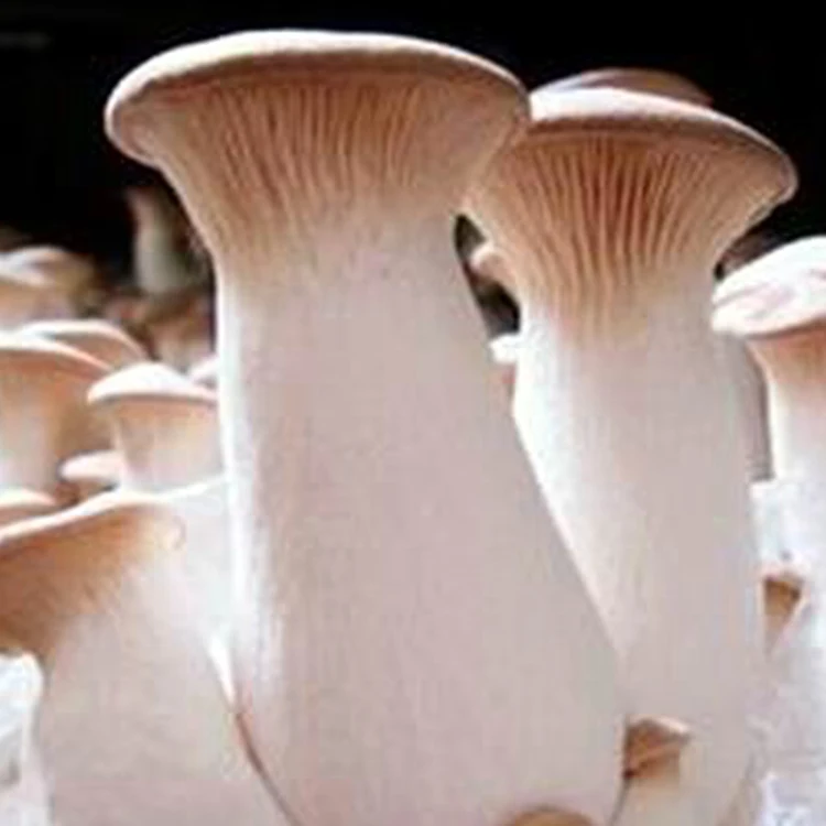 
Cultivating Fresh Pleurotus Eryngii Cortadora Mushroom 