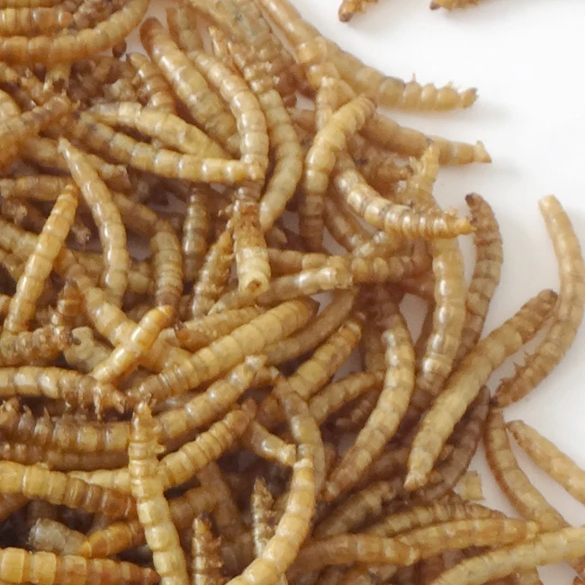 
Top Rated Hot Selling Wholesale High Quality High Nutrition High Protein Feeding Grade Dried Mealworm In Tub For Small Animals 