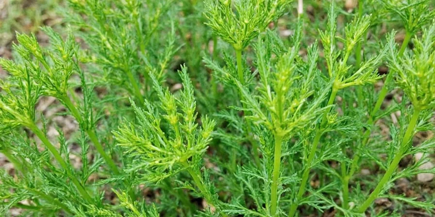 Close-up of dill plant with bees flying around