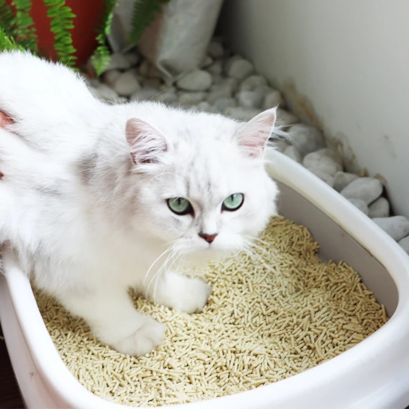 

Cat Clean Up Products Plastic Large Space Cat Toilet Box Cat Litter Box Sandbox
