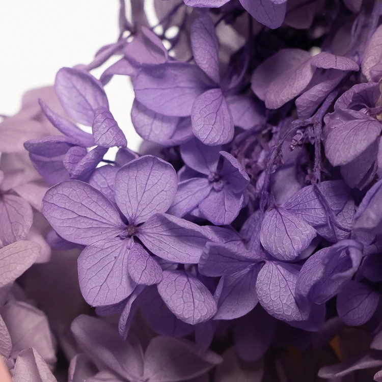 天然干绣球花花紫色蓝色香气香味分散器花