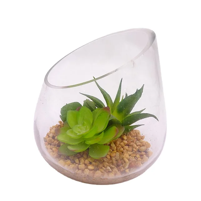 

Succulent Plants Assorted succulent manufacturers with clear glass Planter Pots office home decoration