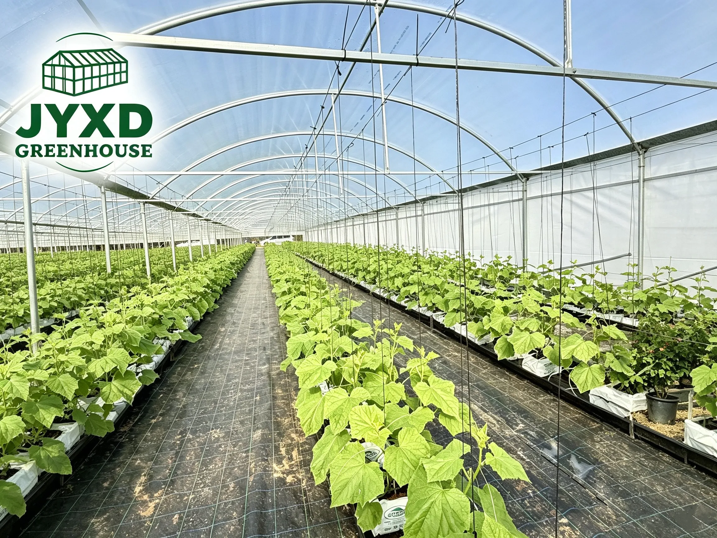 Rows of commercial cucumber plants inside a multi-span film greenhouse.