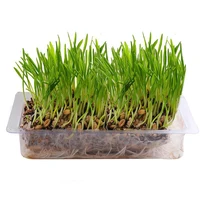 

High quality cat snack natural cat grass seed cat snacks grass