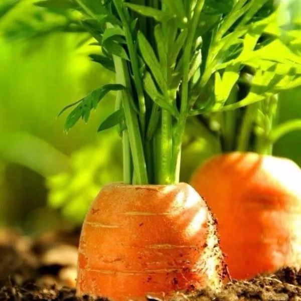 
Fresh Vegetable Chinese Radish /fresh carrot with Lowest Price 