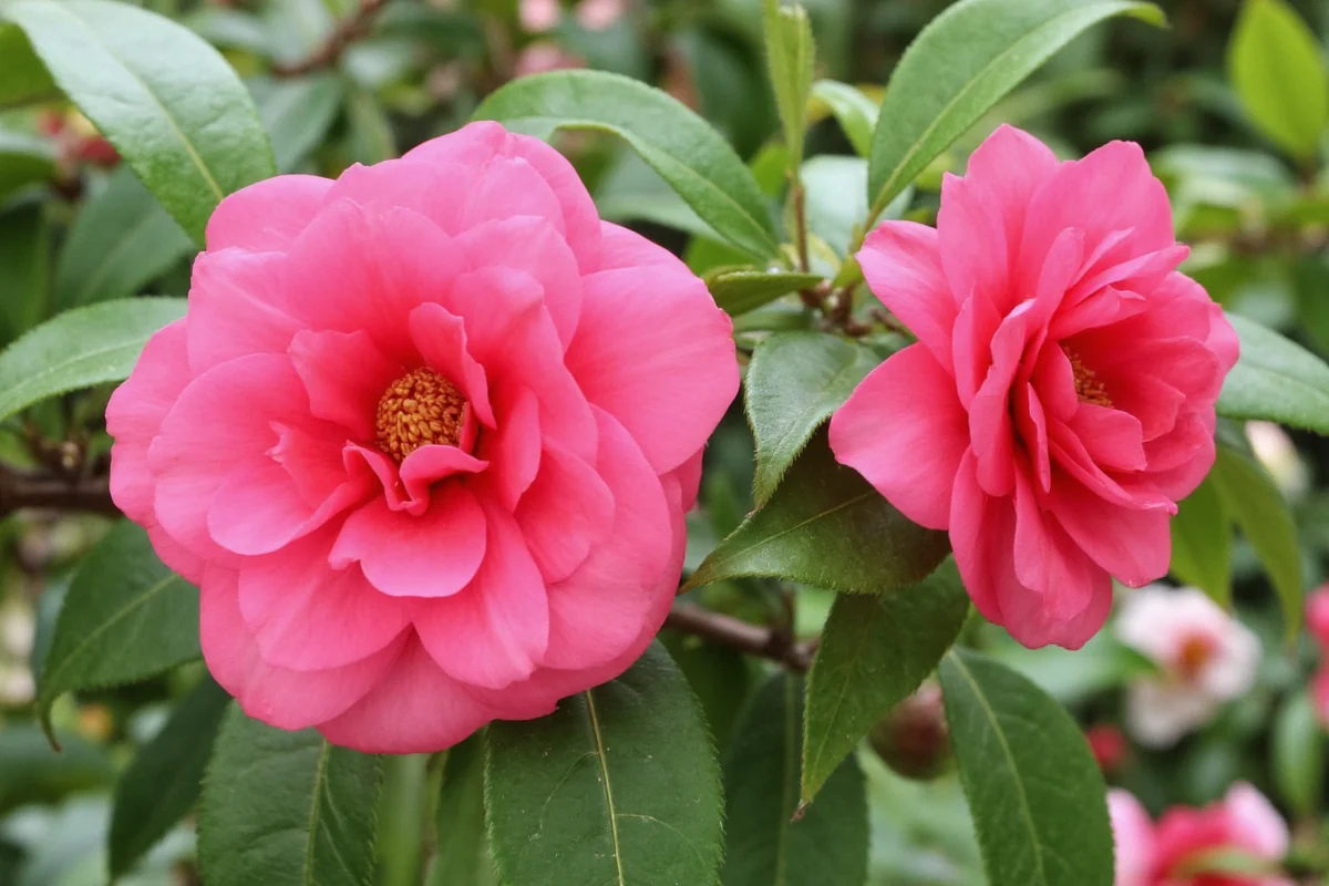 0813 camellia