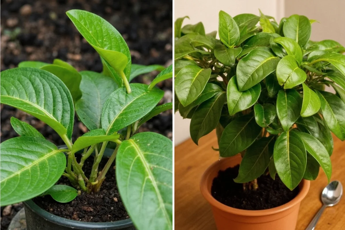 does snake plant like coffee grounds