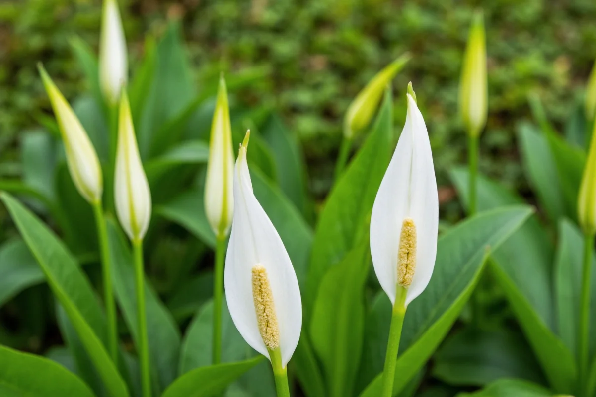 can i plant a peace lily outside