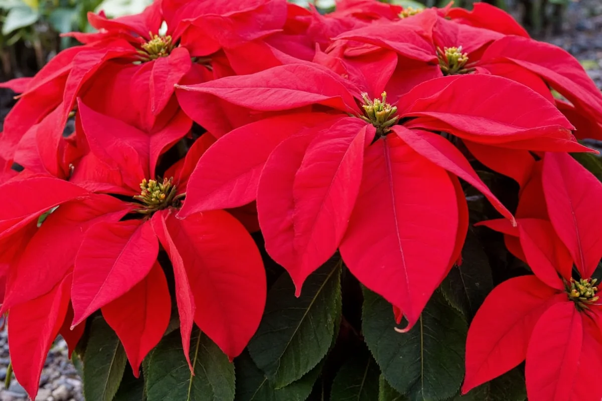 how to care for poinsettia plants