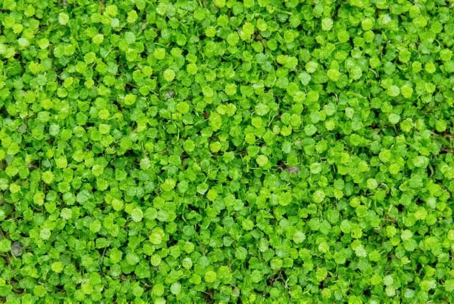 Micro Clover Seed: Low-Maintenance Lawn Alternative Explained