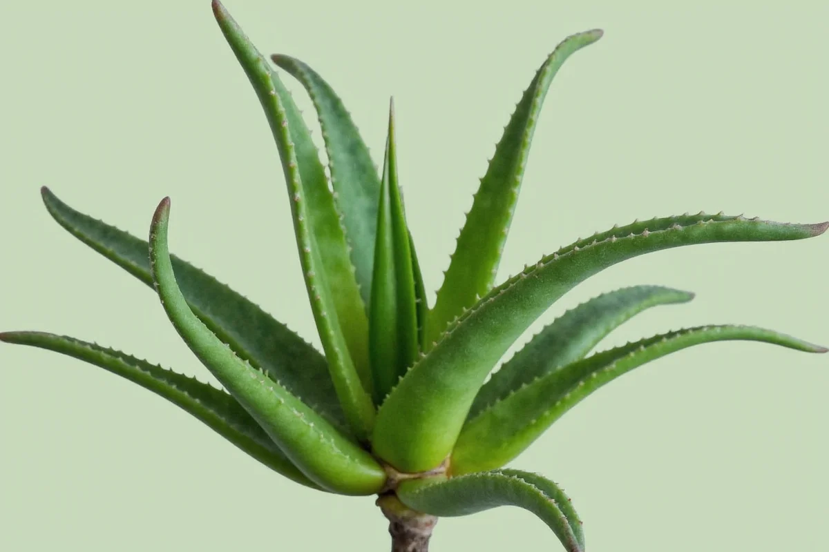 how to care aloe plant