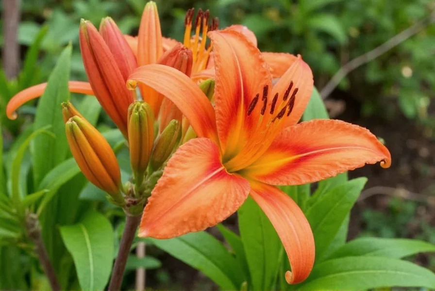 Ginger lily plant showing vibrant orange flowers and lush green foliage in a garden setting