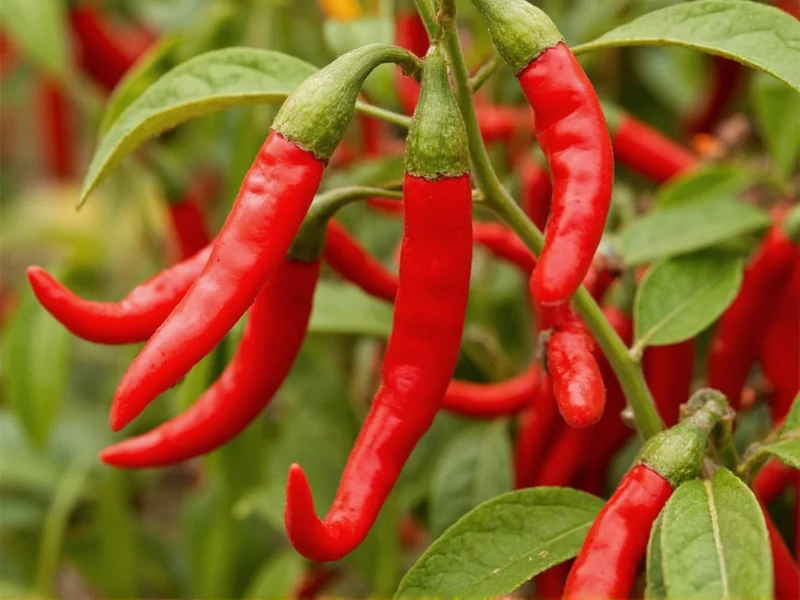 Chili Pepper Guide: Types, Heat Levels & Culinary Uses