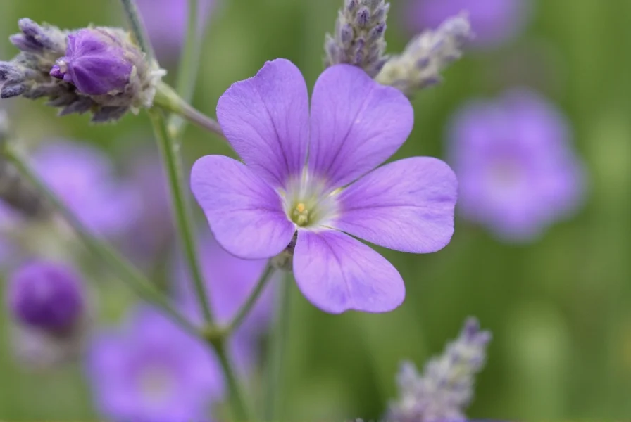 Lavender Tea