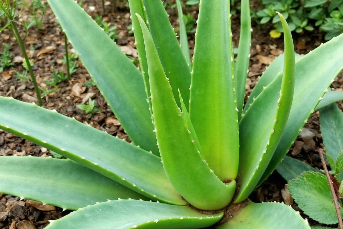 how to plant an aloe vera plant