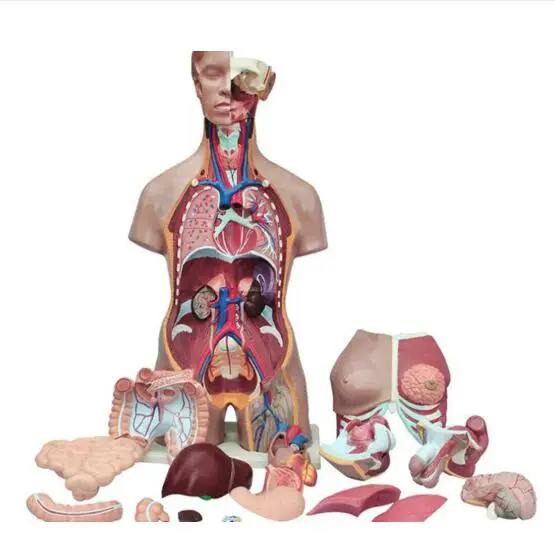 
Dual-Sex Torso with Head and Open Back 