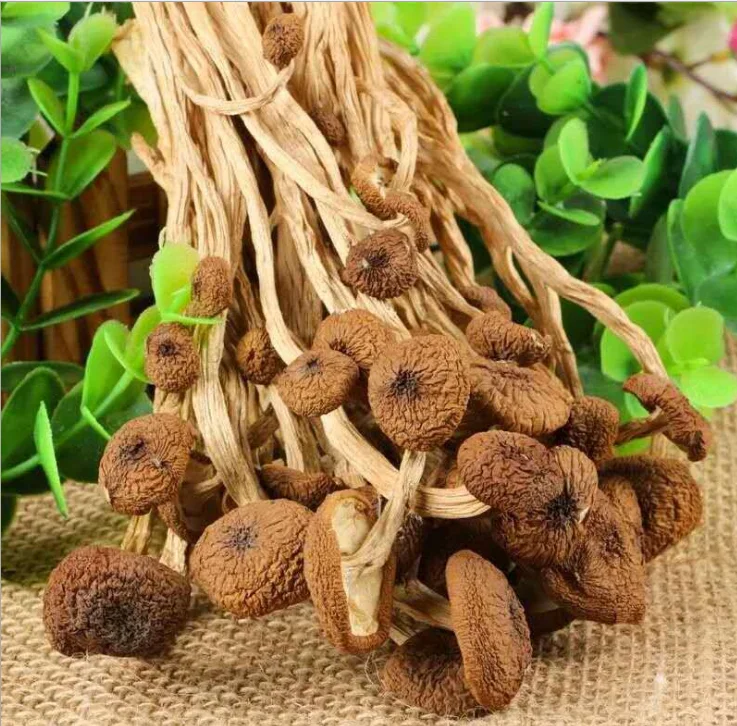 
Market Price Agrocybe Aegerita Tea Tree Mushroom 