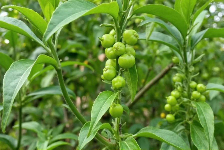 Pepper Corn Plant Growing on a Trellis