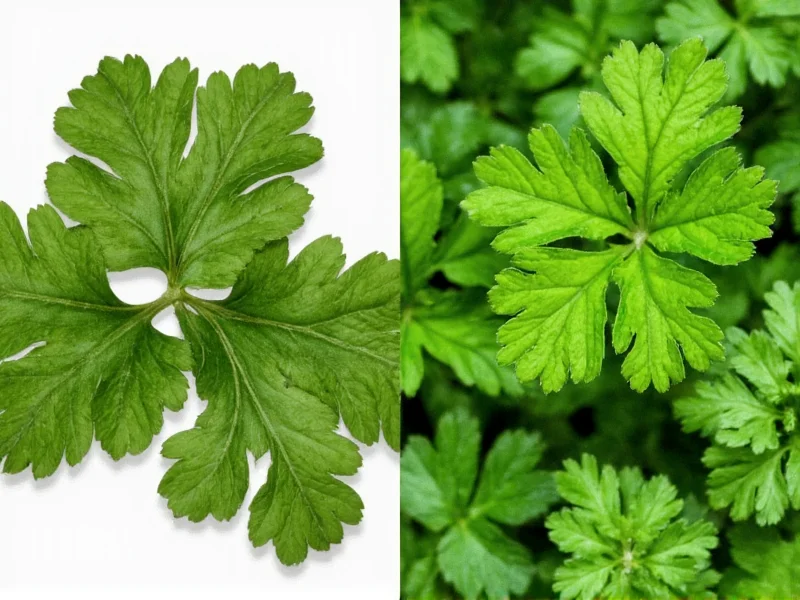 Italian Parsley vs Cilantro: Key Differences Explained