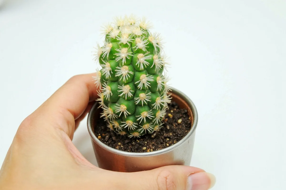 how to propagate and plant christmas cactus