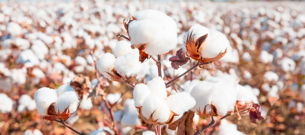 How Long Is A Cotton Picking Minute