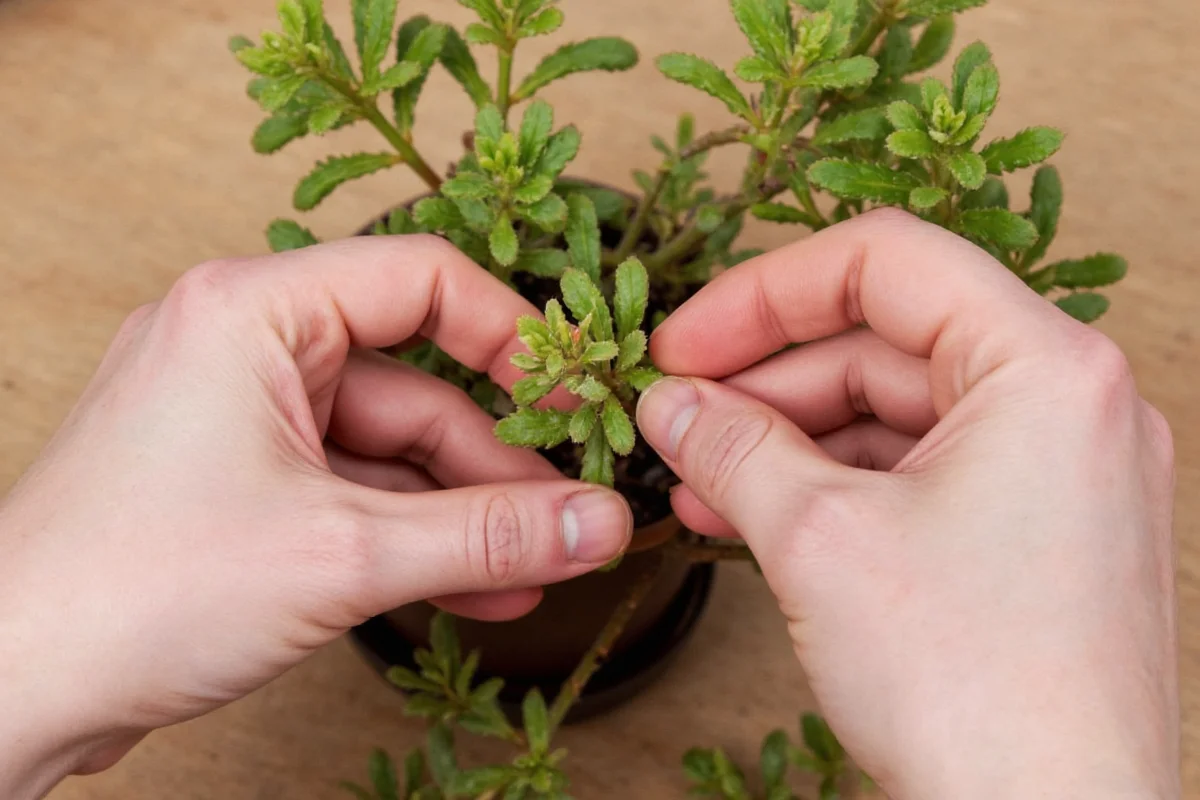 how to propagate a kalanchoe plant
